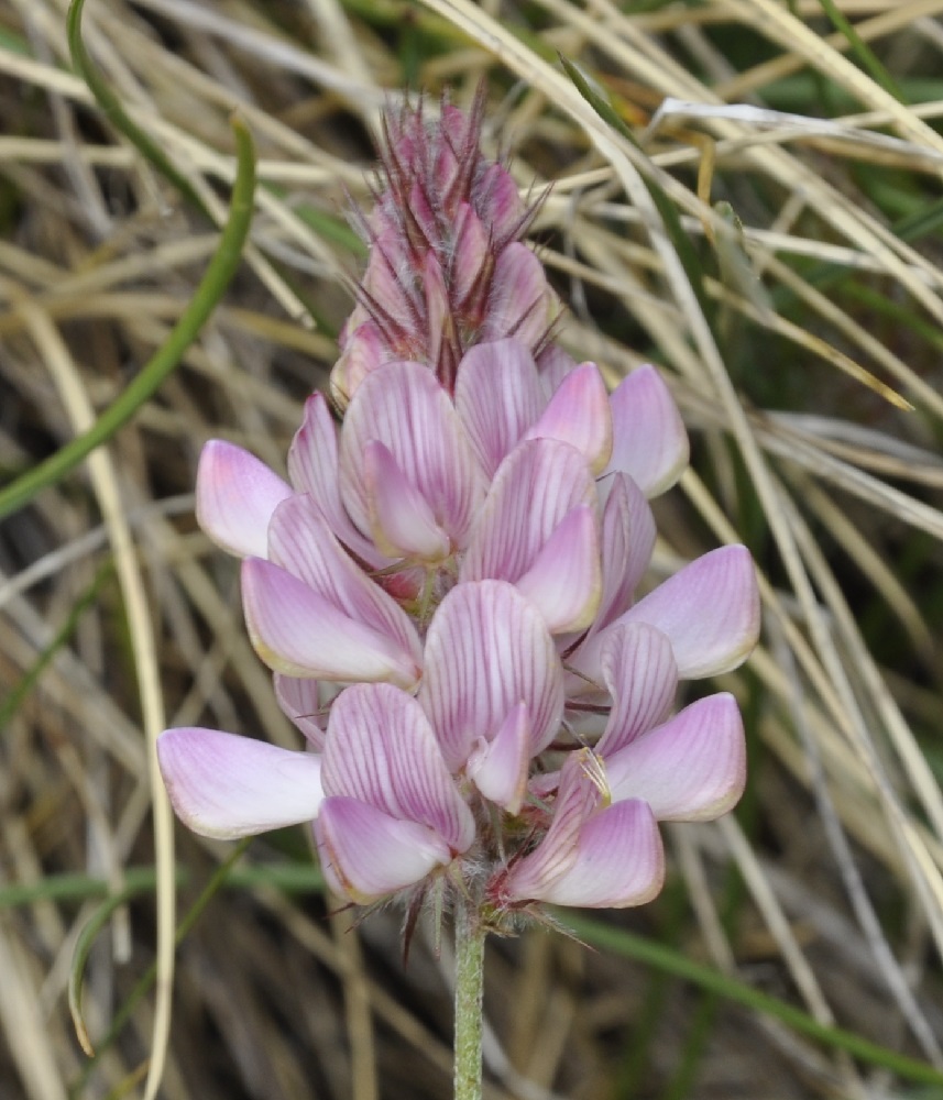 Изображение особи Onobrychis alba.