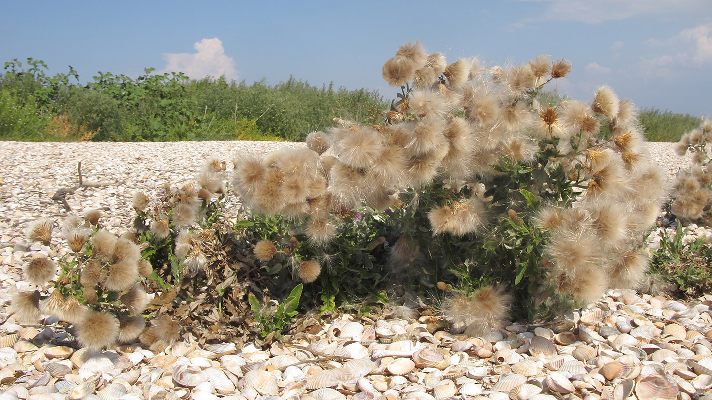 Image of Cirsium incanum specimen.