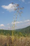 Ferulago galbanifera. Плодоносящее растение. Краснодарский край, Абинский р-н, окр. станицы Шапсугская, мергелевый карьер. 23.08.2014.