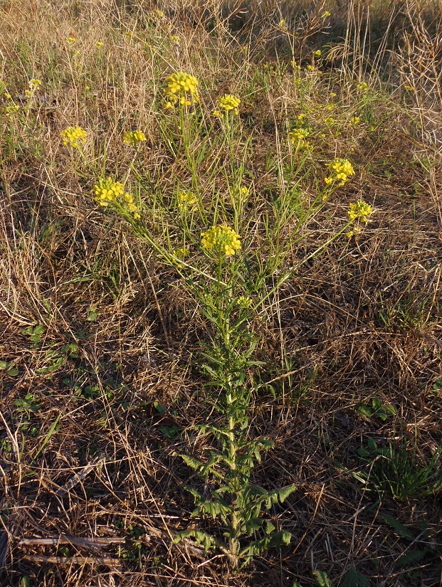 Image of Sisymbrium loeselii specimen.