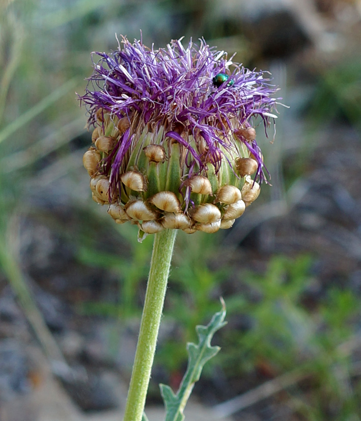 Image of Stemmacantha uniflora specimen.