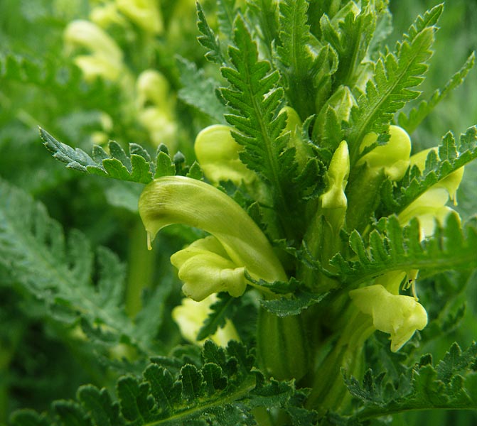 Image of Pedicularis kaufmannii specimen.