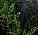 Myosotis jenissejensis