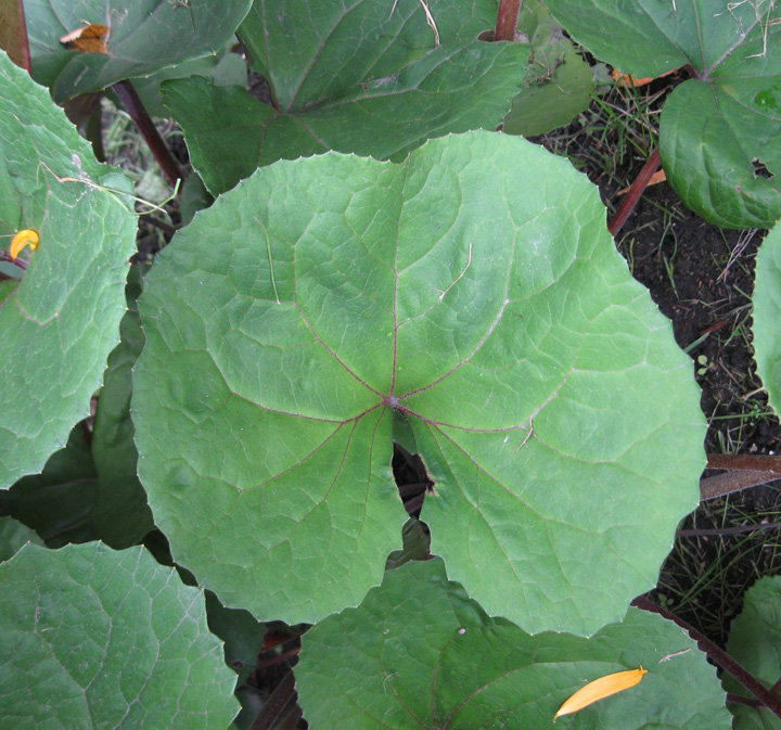 Image of Ligularia dentata specimen.