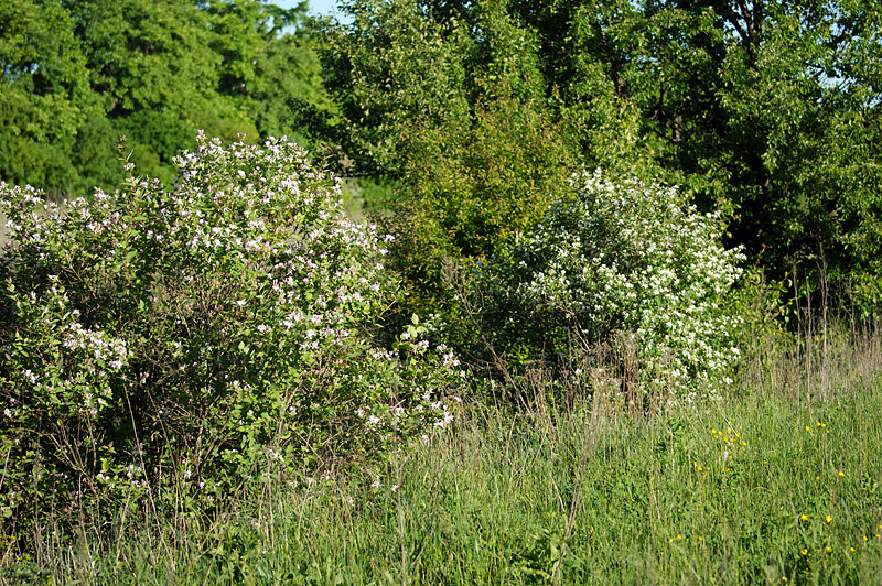 Изображение особи Lonicera tatarica.