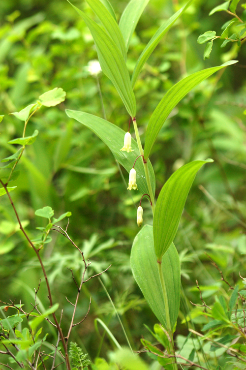 Image of Polygonatum odoratum specimen.