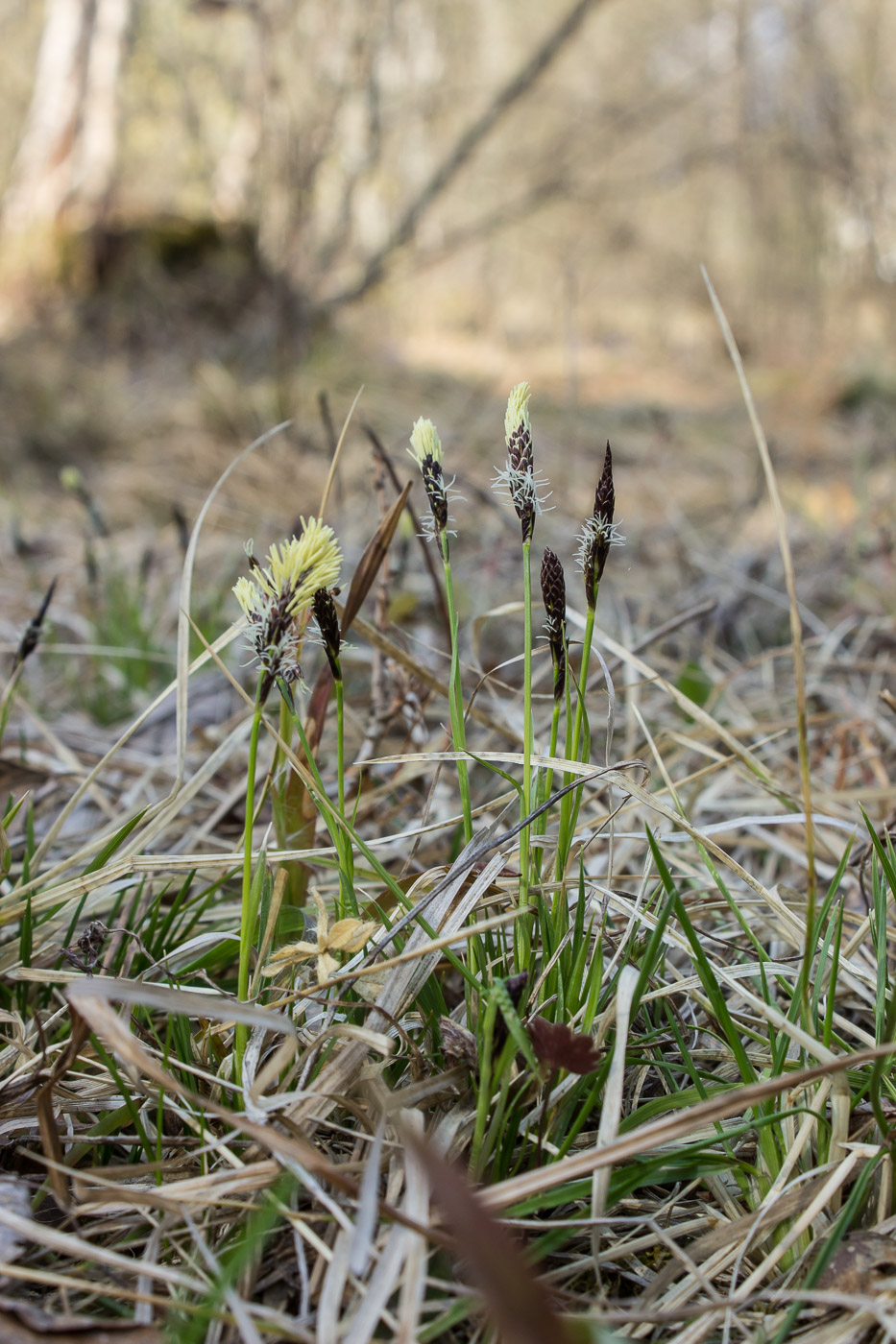 Image of Carex ericetorum specimen.