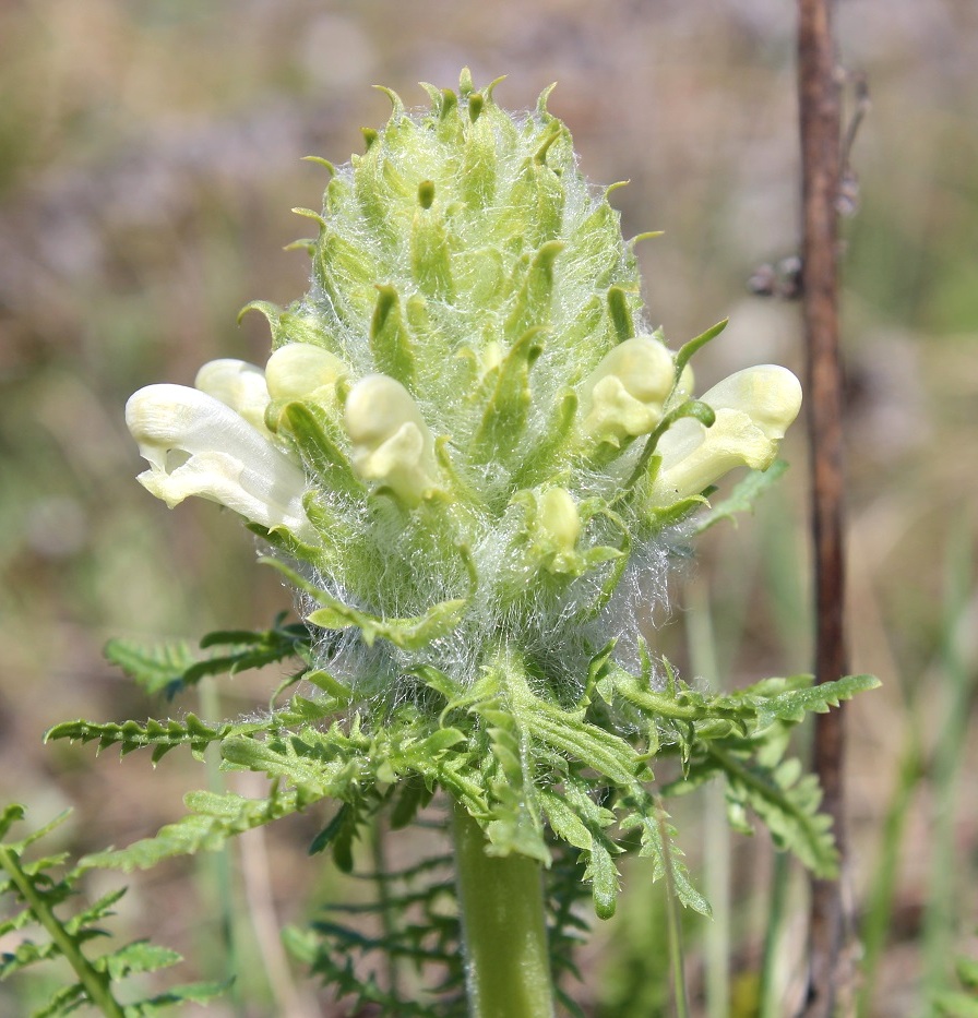 Image of Pedicularis dasystachys specimen.