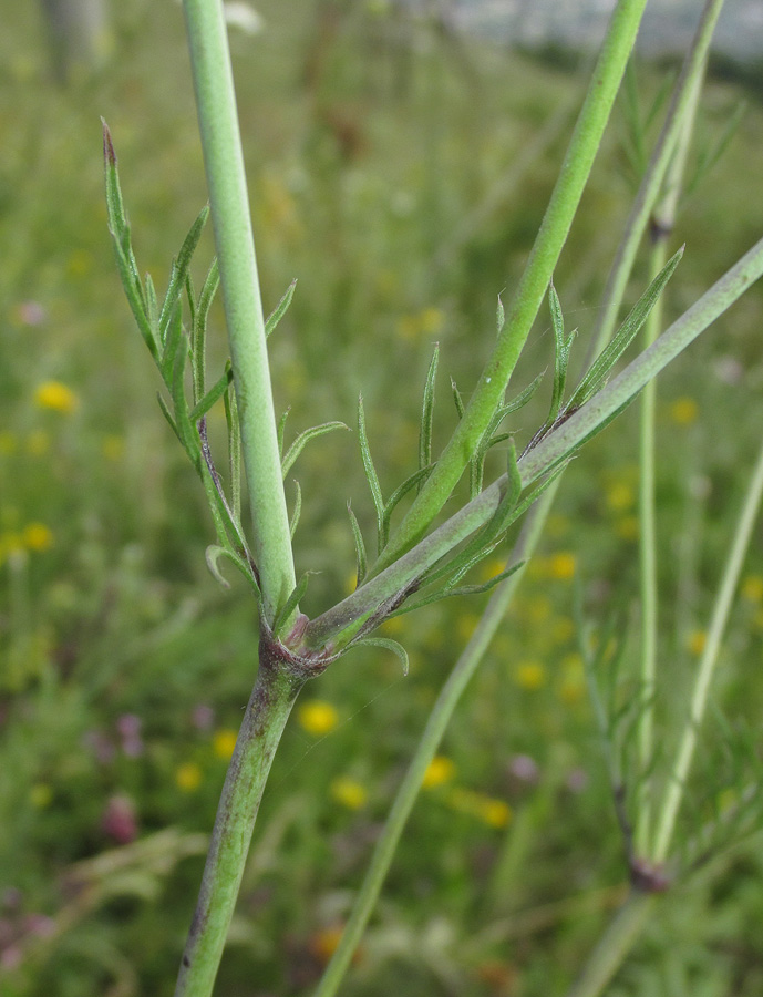 Image of Scabiosa praemontana specimen.