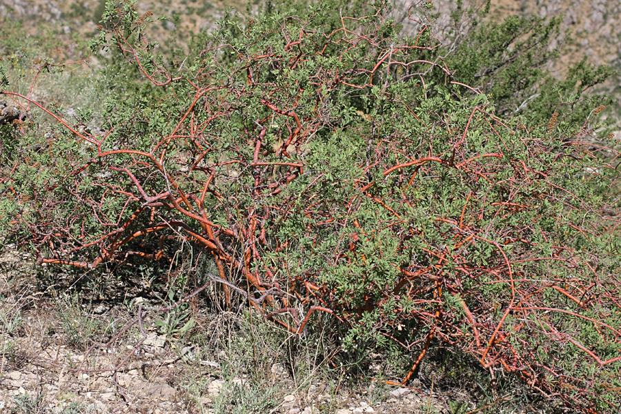 Image of Spiraea hypericifolia specimen.