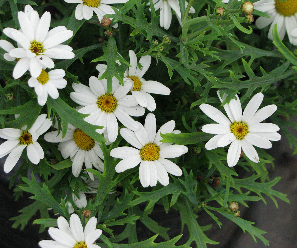 Image of genus Chrysanthemum specimen.