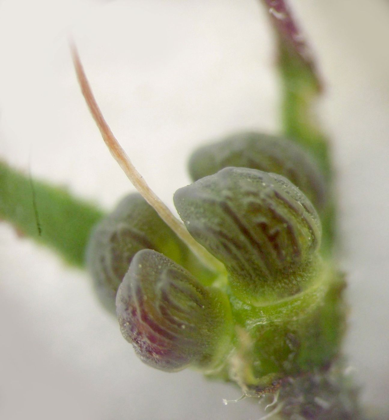 Изображение особи Anchusa stylosa.