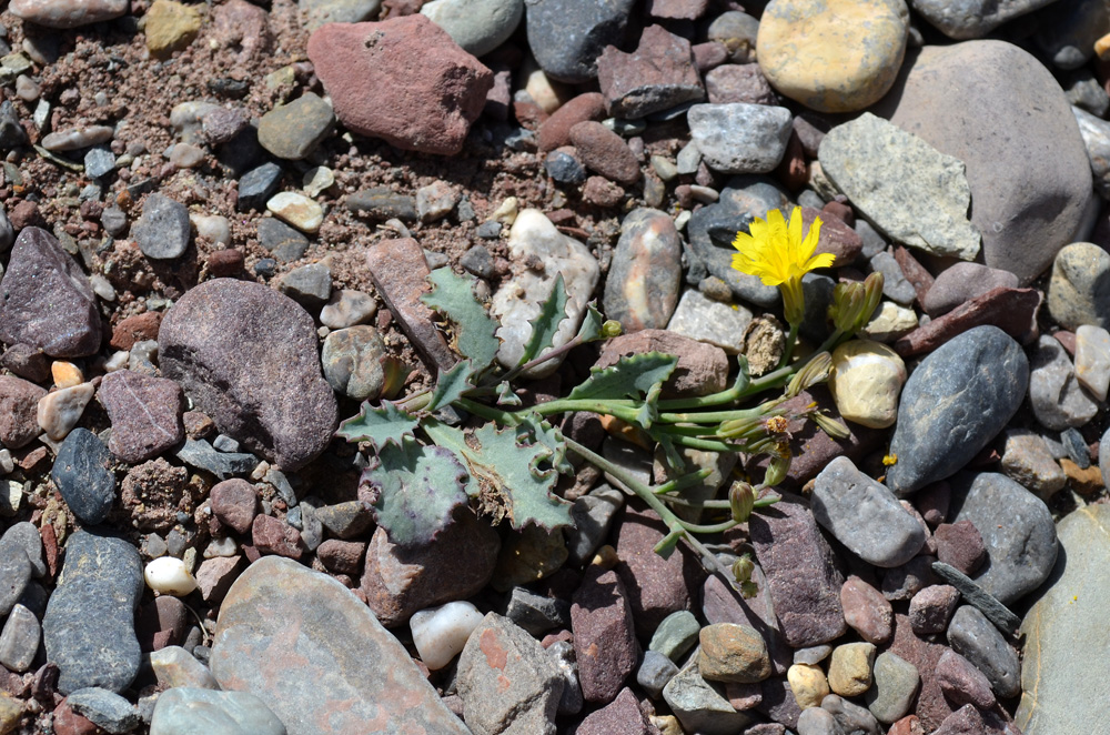 Изображение особи Crepis karelinii.