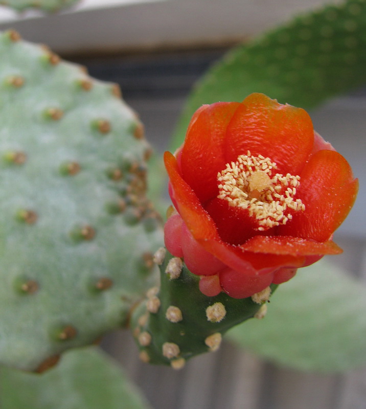 Image of genus Opuntia specimen.