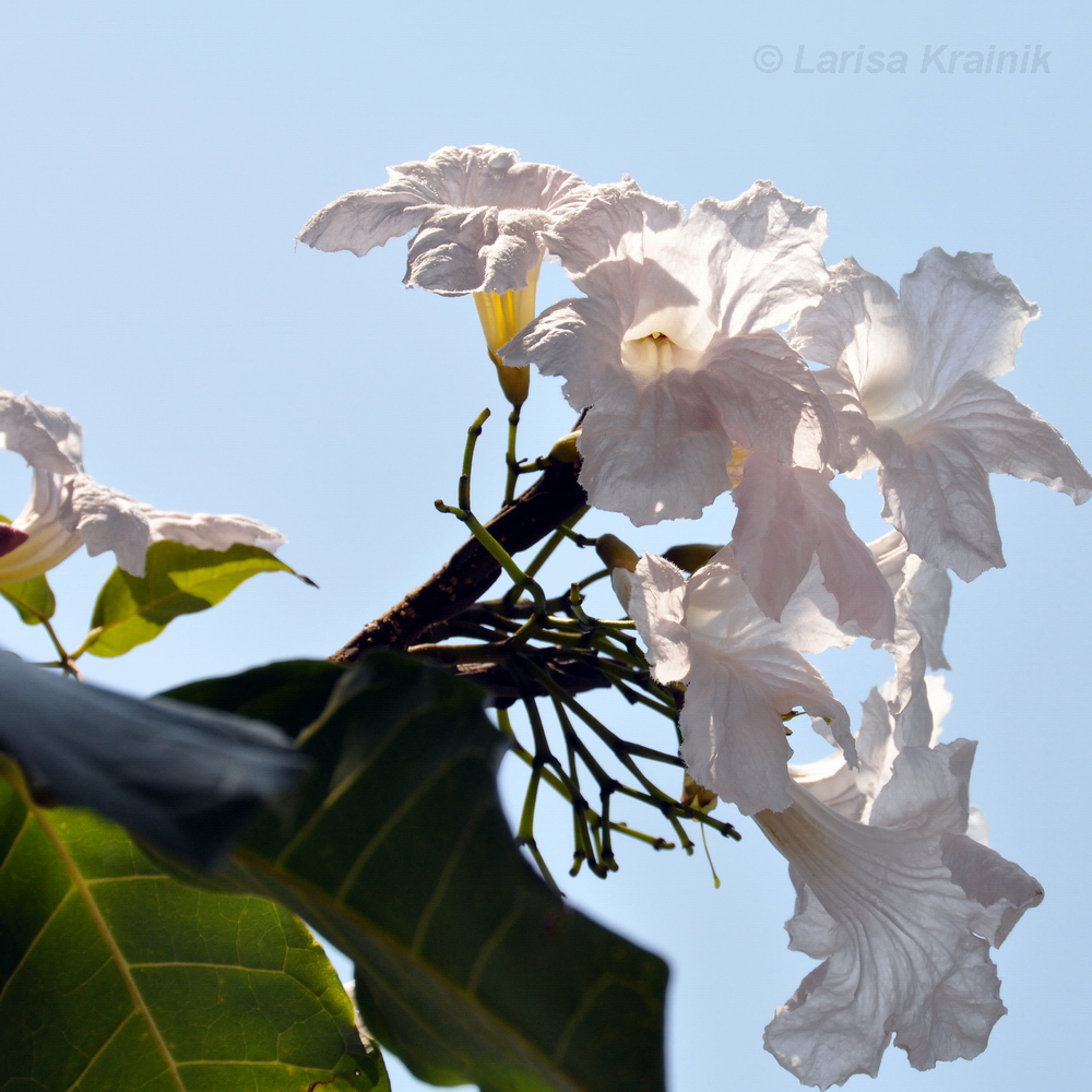 Изображение особи род Tabebuia.