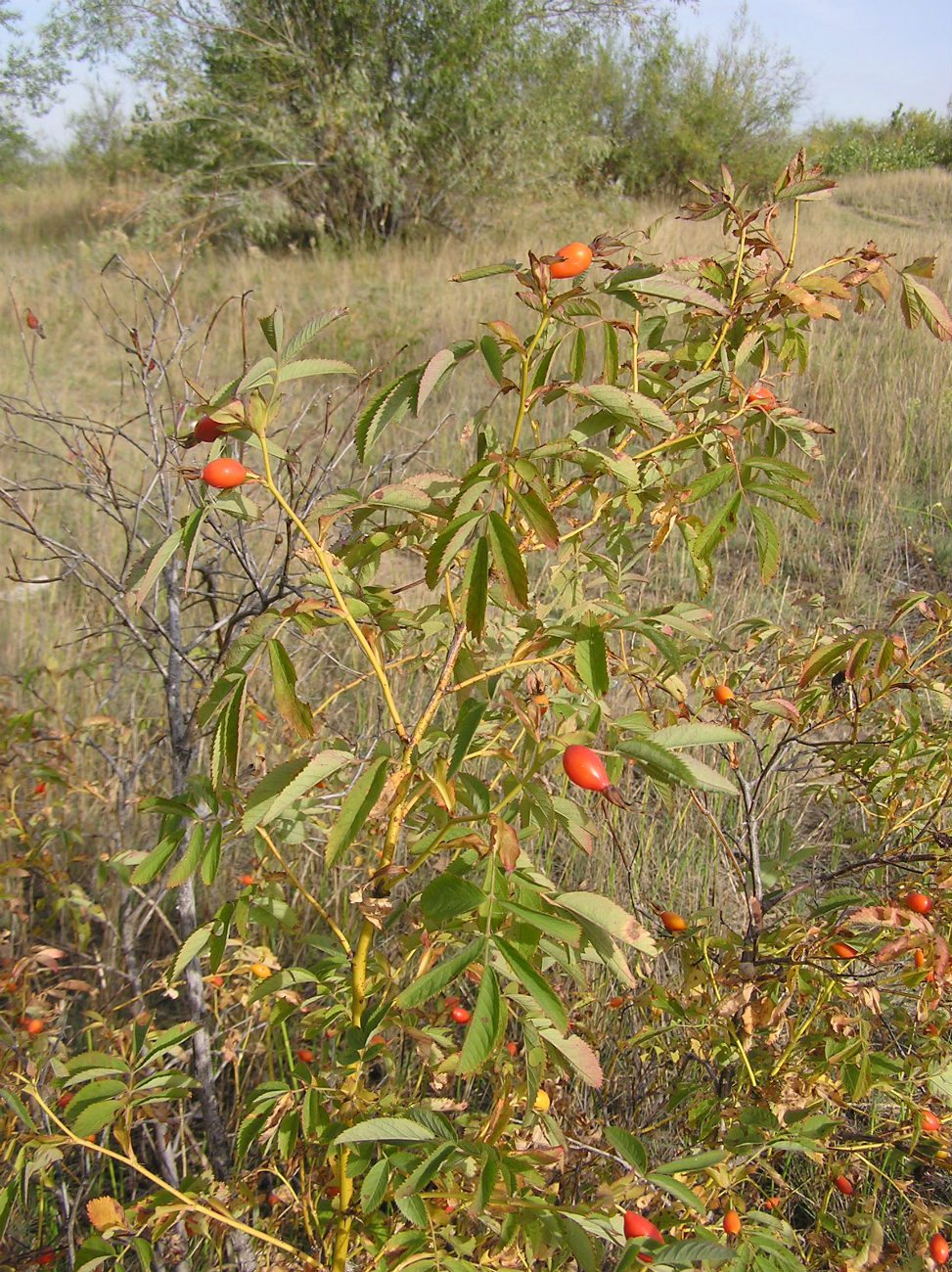 Image of Rosa cinnamomea specimen.