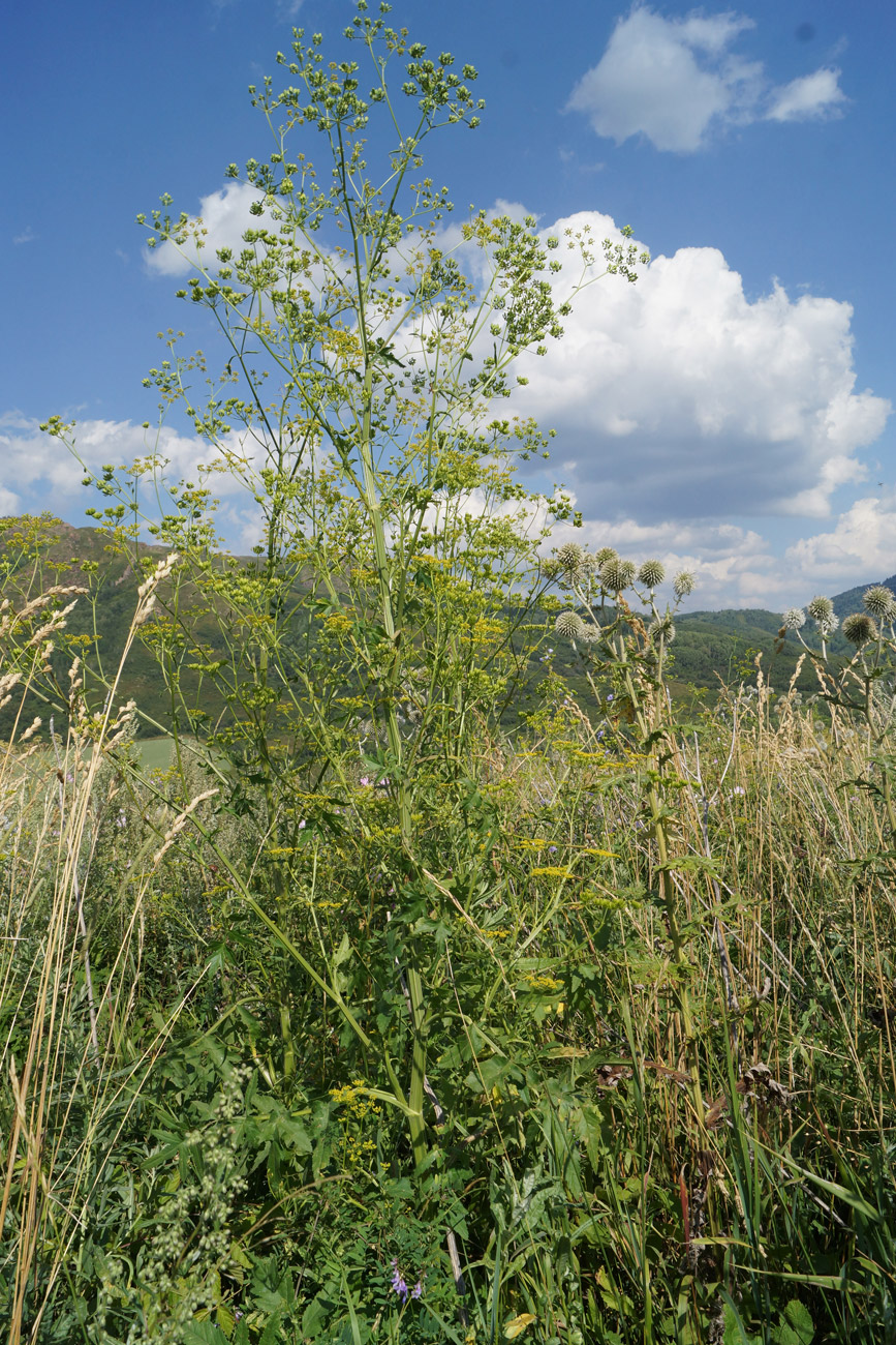 Изображение особи Pastinaca sylvestris.