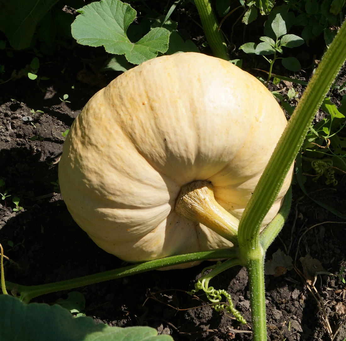 Image of Cucurbita maxima specimen.