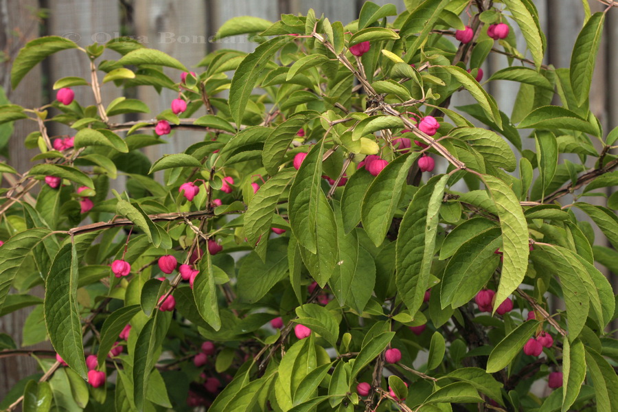 Image of Euonymus phellomanus specimen.