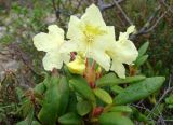 Rhododendron aureum