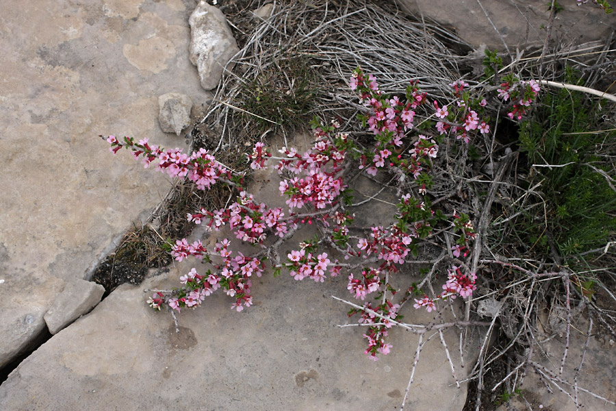 Image of Cerasus tianshanica specimen.