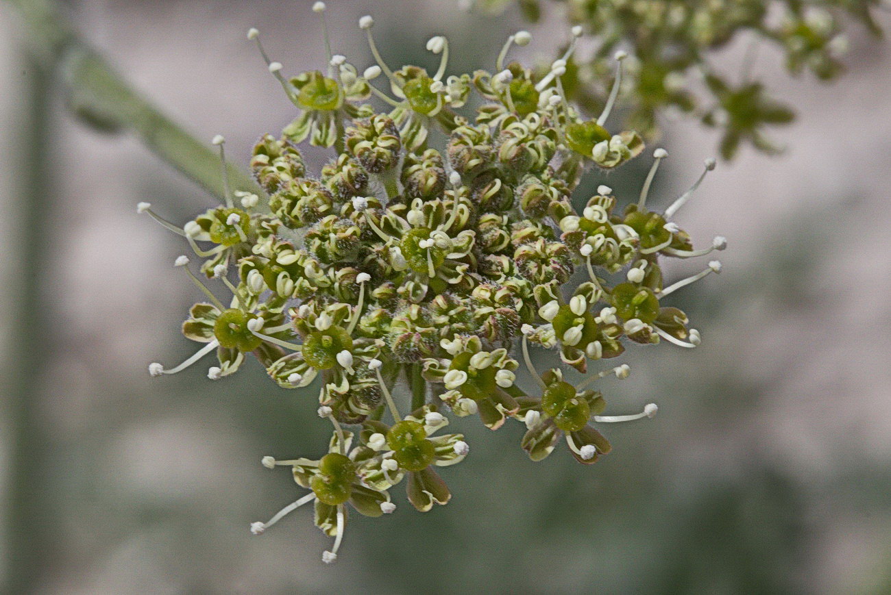 Image of Zosima absinthifolia specimen.