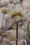 Erigeron uniflorus