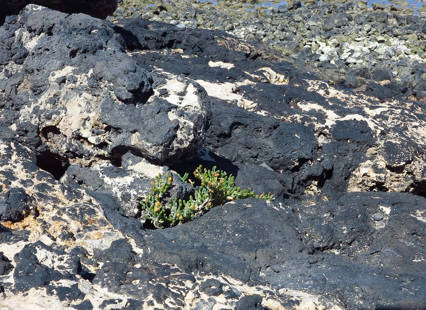 Изображение особи Tetraena fontanesii.