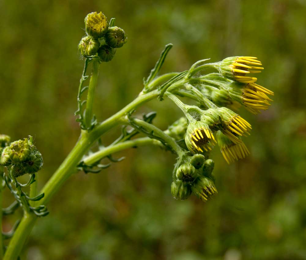 Image of Senecio jacobaea specimen.