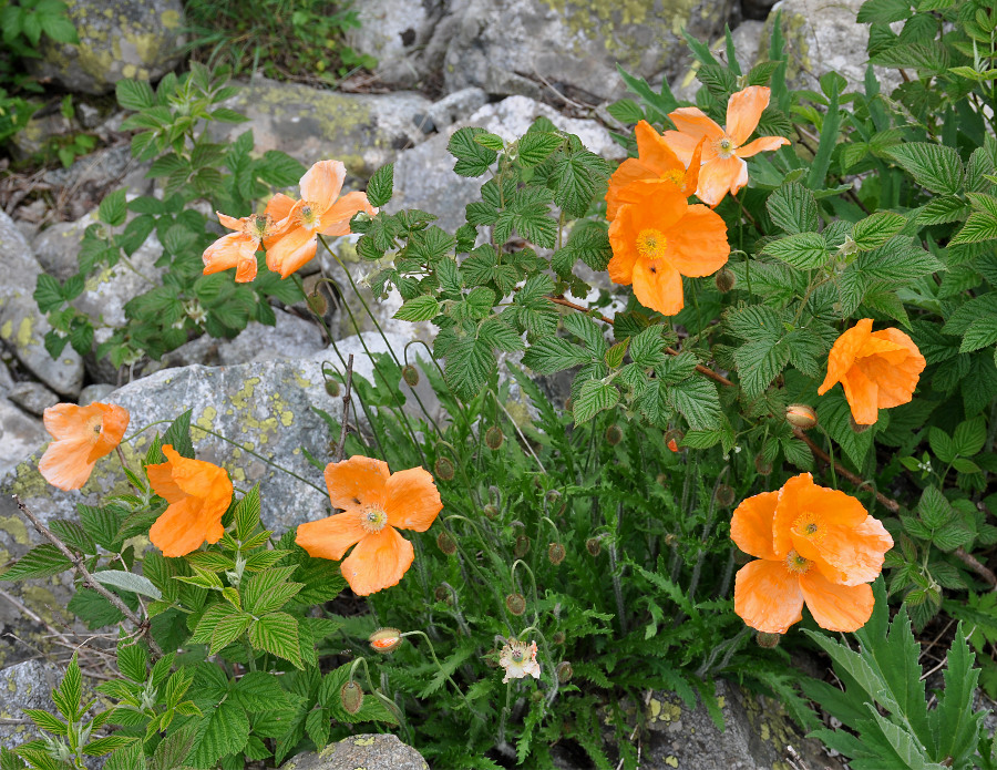 Image of Papaver oreophilum specimen.