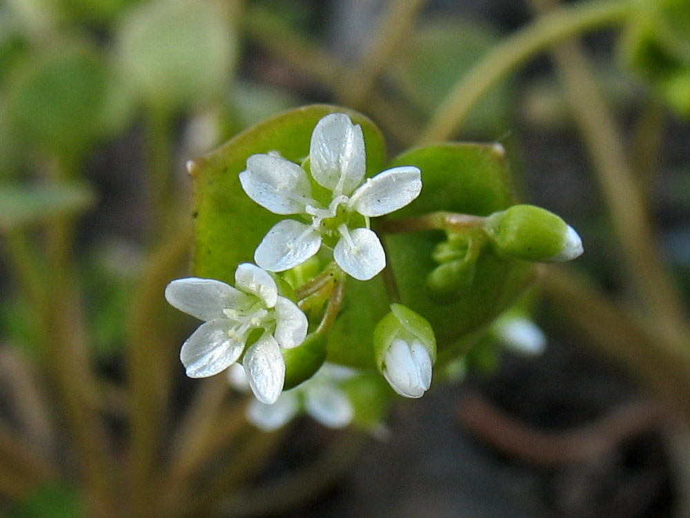 Изображение особи Claytonia perfoliata.