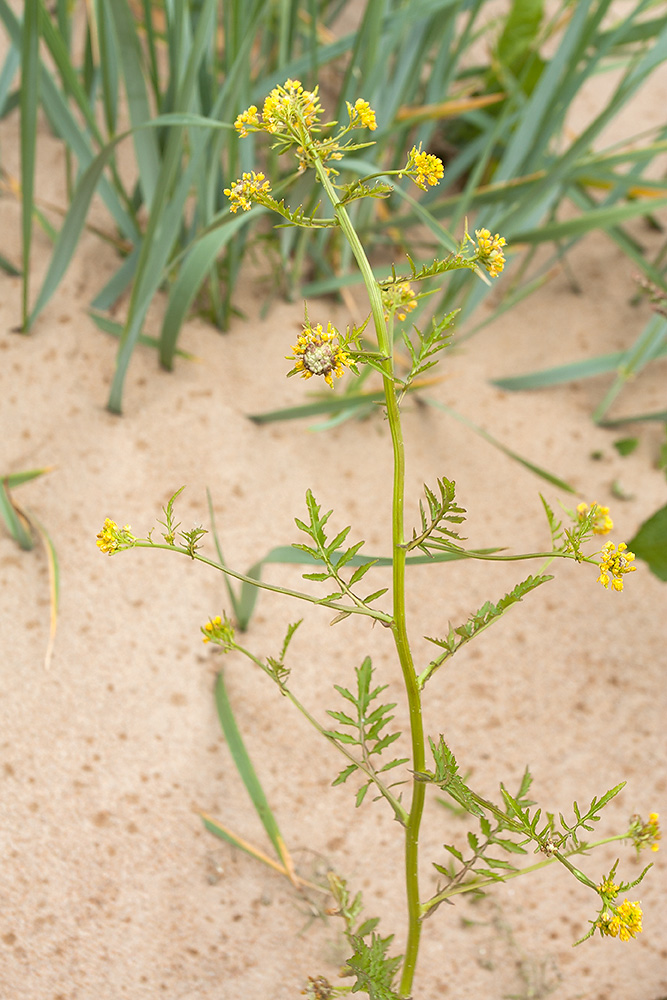 Image of Rorippa palustris specimen.