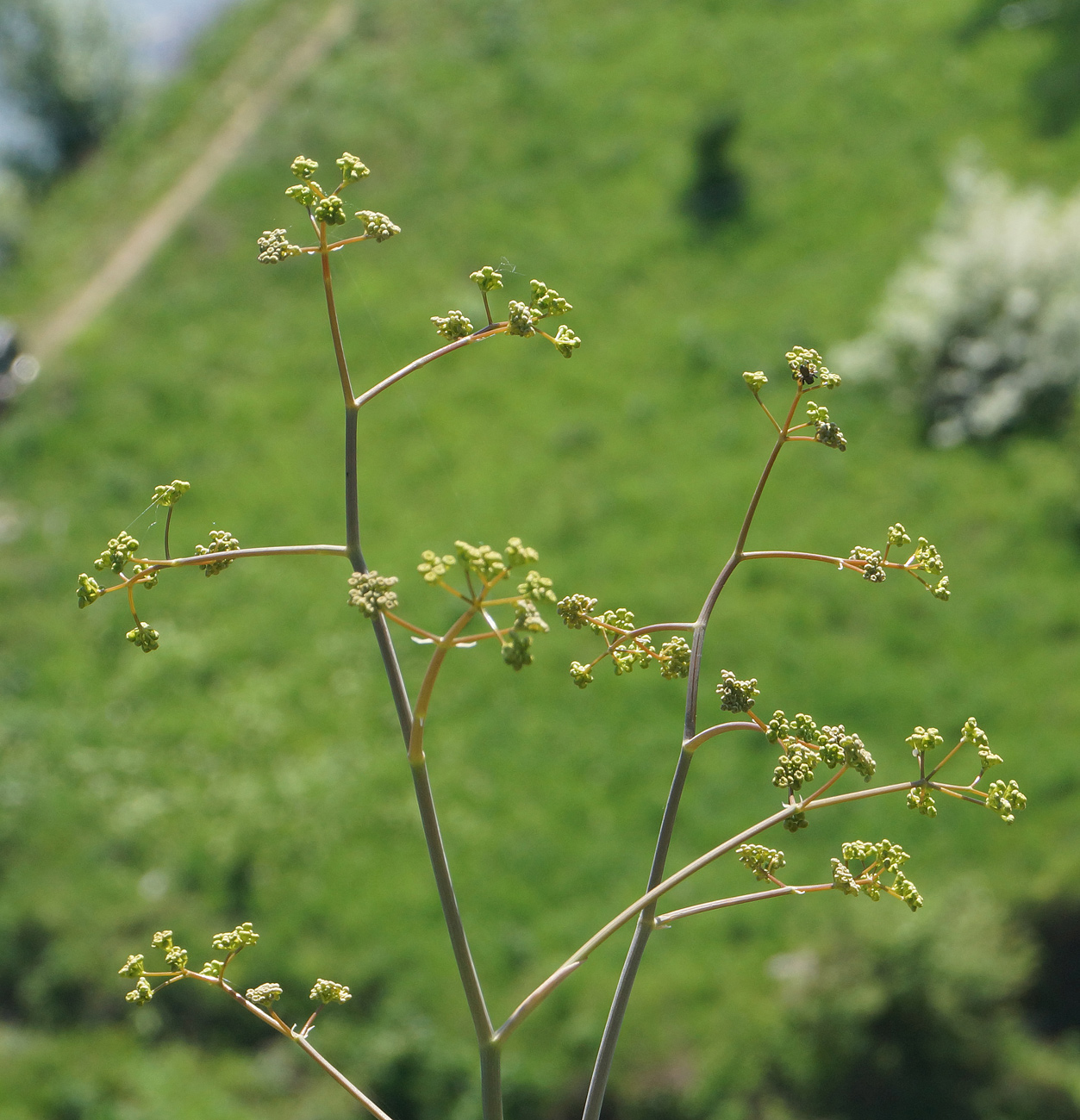 Image of familia Apiaceae specimen.