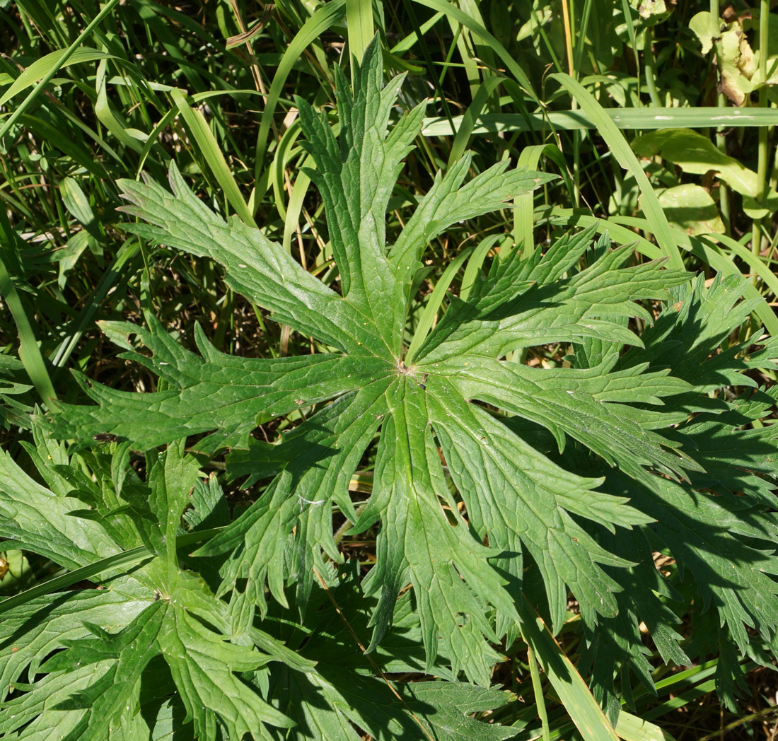 Изображение особи Geranium pratense.