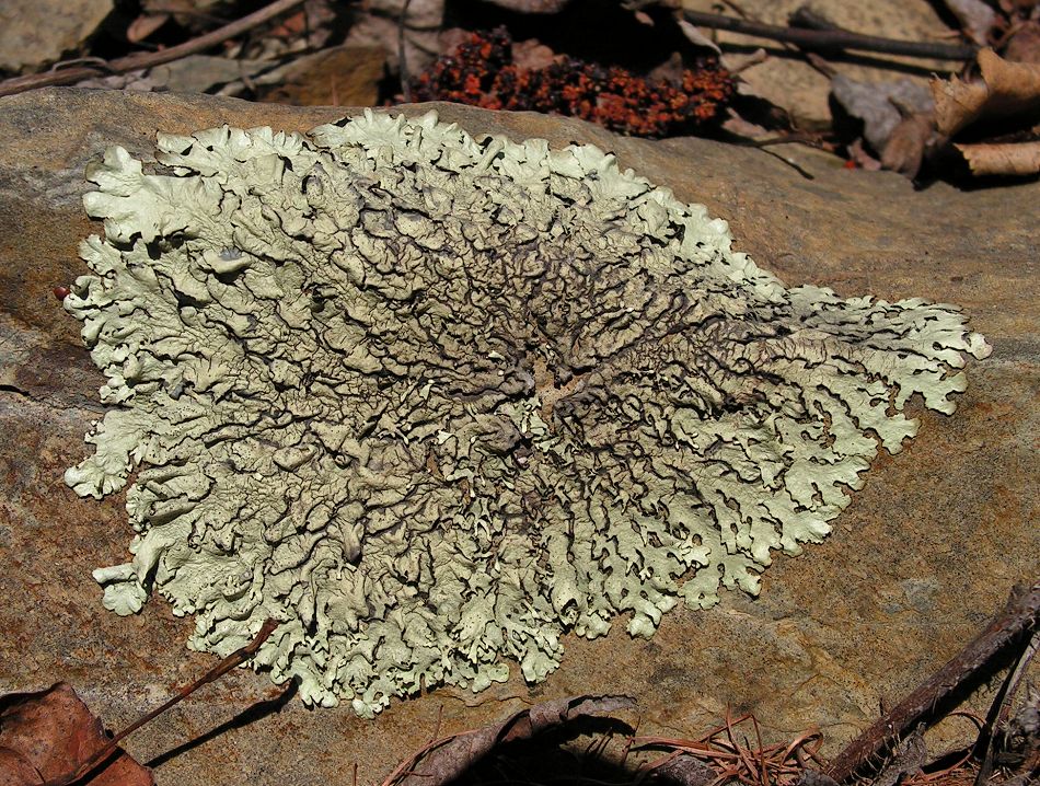 Image of familia Parmeliaceae specimen.