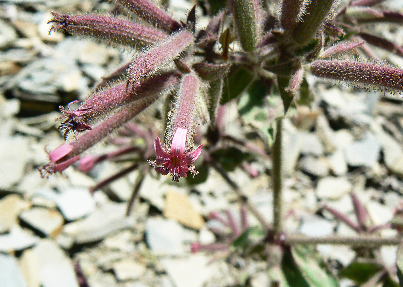 Image of Saponaria glutinosa specimen.