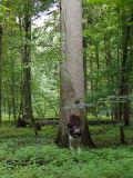 Quercus robur. Нижняя часть ствола старого дерева в краевой зоне заповедника (рост девушки 1,6 м). Польша, Беловежа, Беловежская пуща. 23.06.2009.