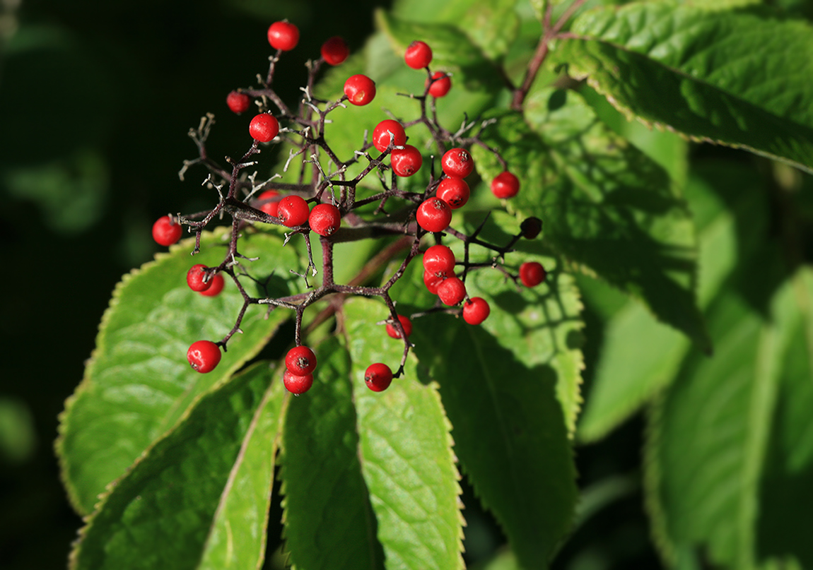 Изображение особи Sambucus miquelii.