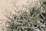 Coleogyne ramosissima. Ветвь. США, Калифорния, Joshua Tree National Park, пустыня Колорадо. 01.03.2017.