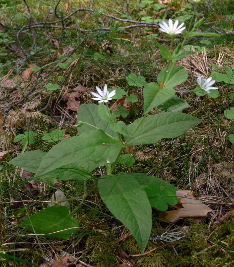 Image of Stellaria bungeana specimen.