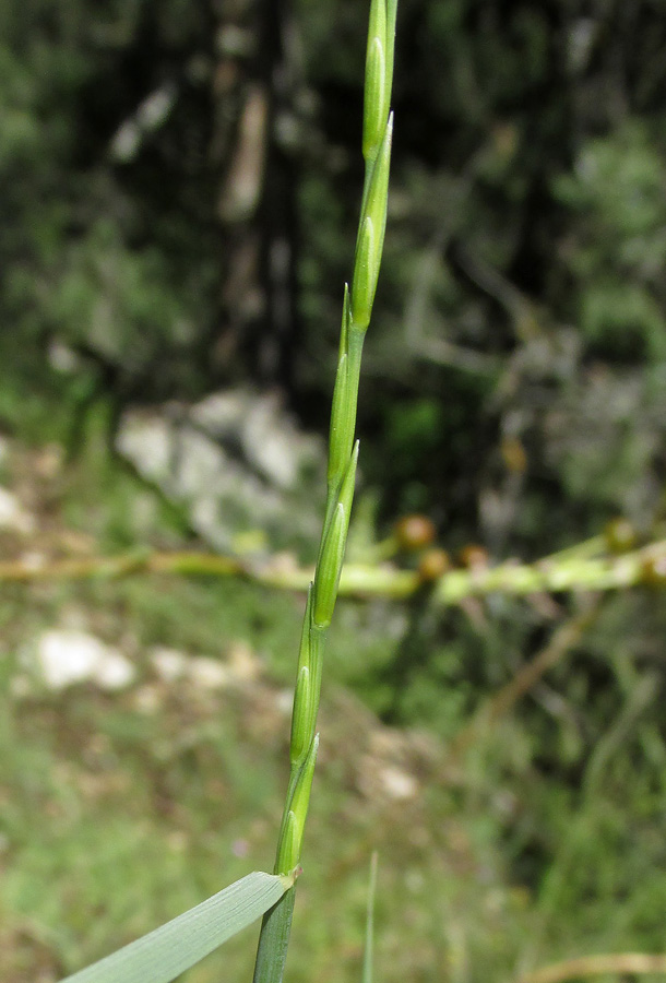 Image of Elytrigia scythica specimen.