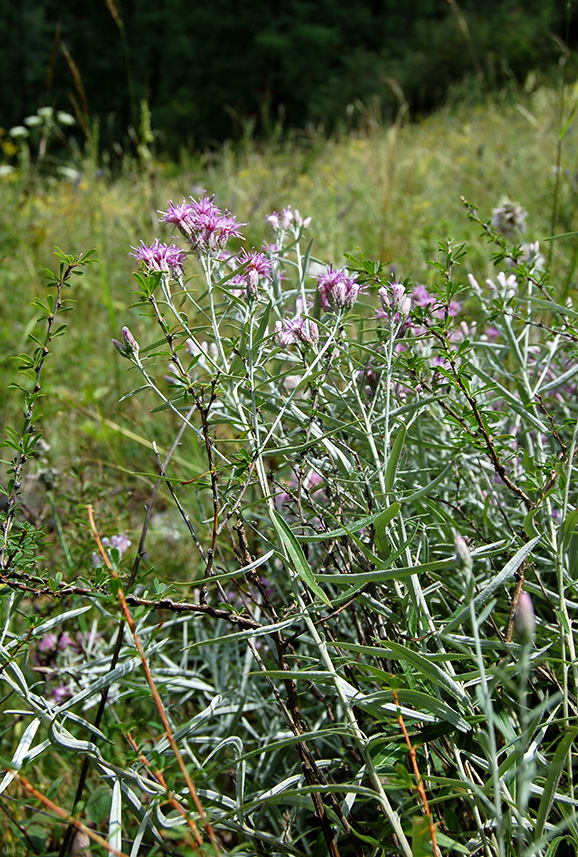 Image of Saussurea salicifolia specimen.