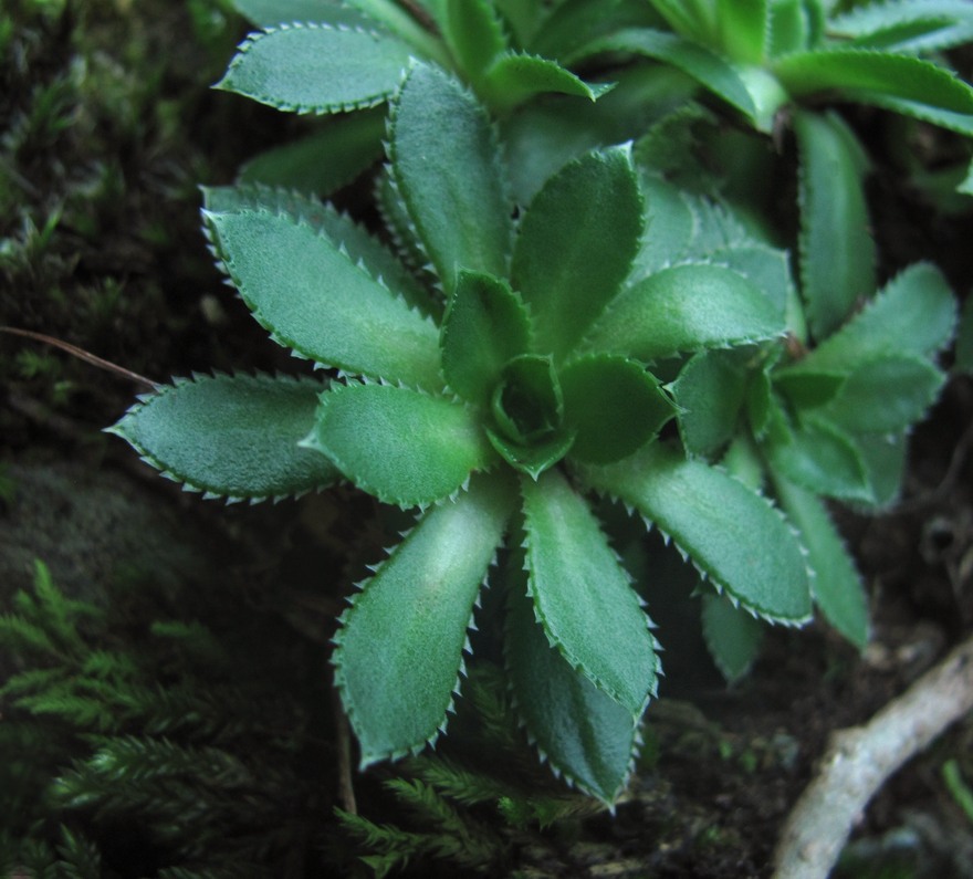 Изображение особи Saxifraga cartilaginea.