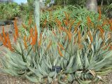 Aloe petricola