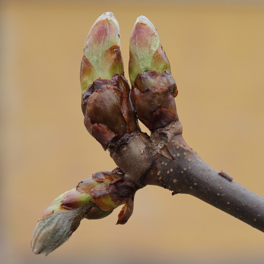 Изображение особи Aesculus hippocastanum.