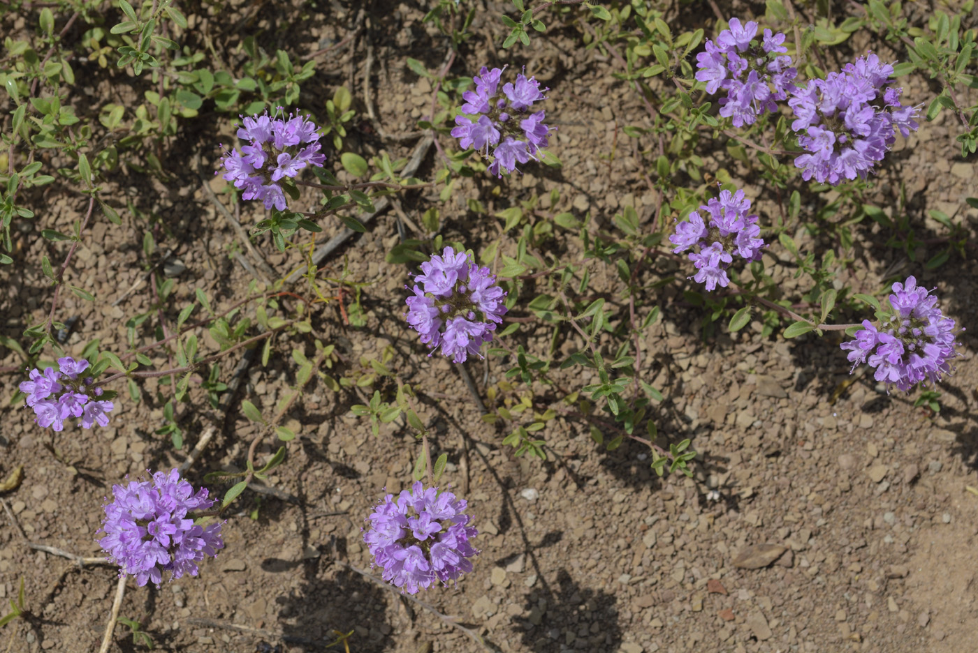 Изображение особи Thymus talijevii.