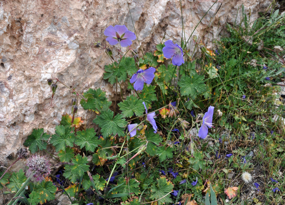 Изображение особи Geranium regelii.