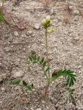 Astragalus hamosus. Цветущее растение. Крым, Севастополь, бух. Камышовая. 8 мая 2010 г.