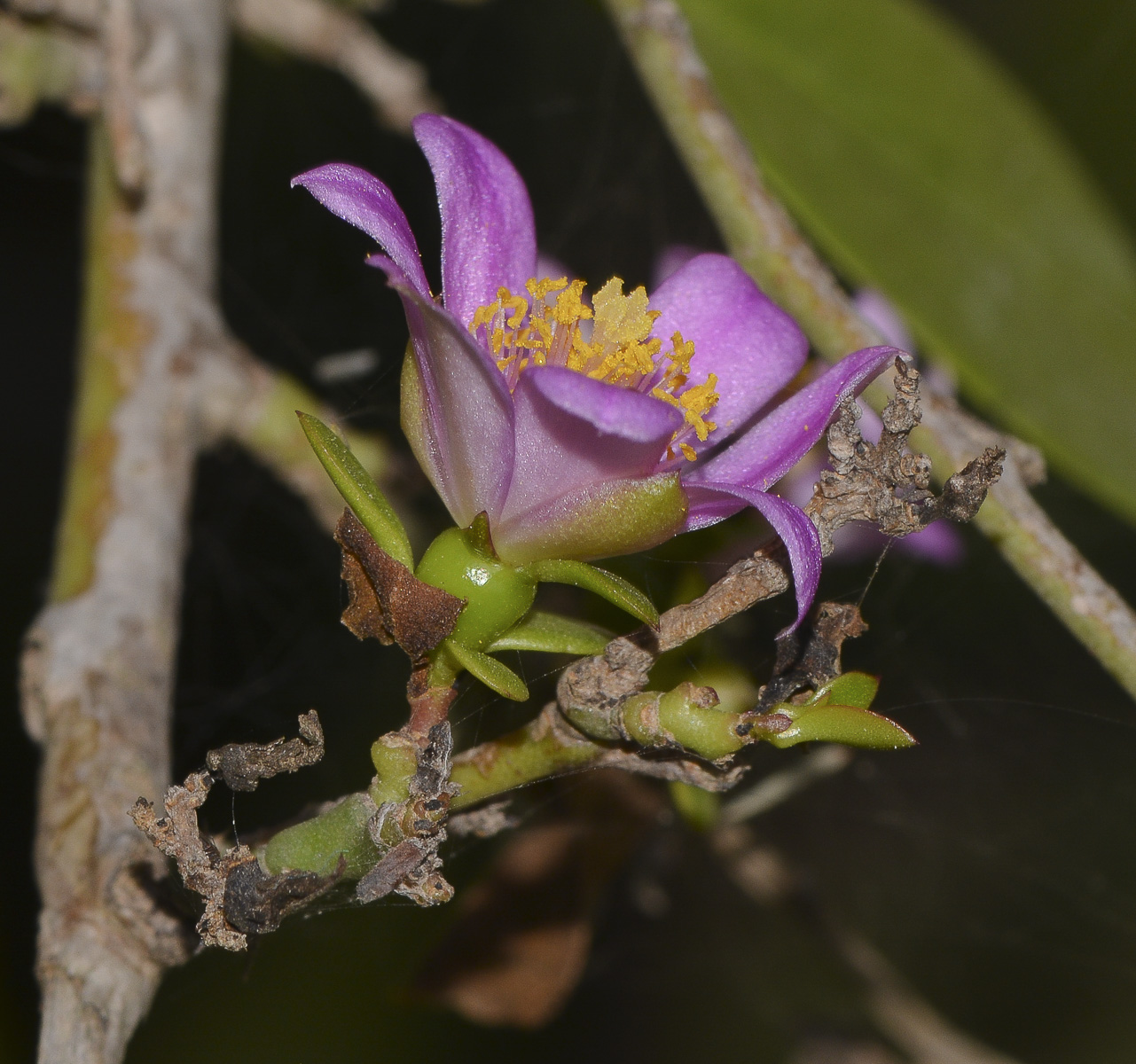 Image of genus Pereskia specimen.