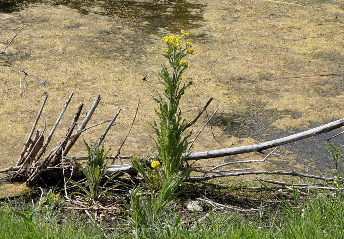 Изображение особи Tephroseris palustris.